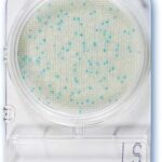 Compact Dry Listeria LS -40plates - 80pk