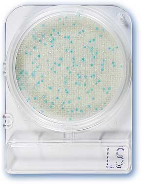 Compact Dry Listeria LS -40plates - 80pk