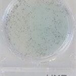Compact Dry Yeast and Mould (Rapid) 40plates