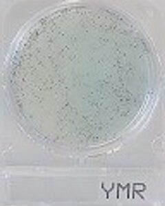 Compact Dry Yeast and Mould (Rapid) 40plates