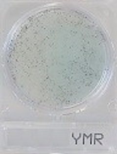Compact Dry Yeast and Mould (Rapid) 40plates