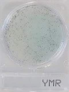 Compact Dry Yeast and Mould (Rapid) 40plates