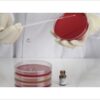 Entrobacter Aerogenes  pack of 25
