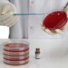 Saccharomyces Cerevisiae  pack of 10