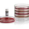Staphylococcus Epidermis  pack of 25