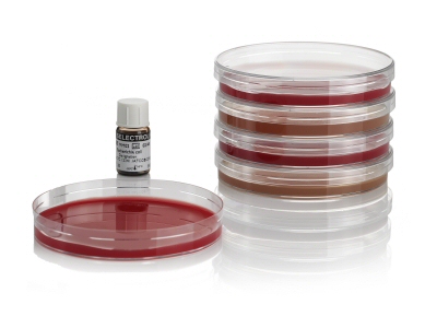 Staphylococcus Epidermis pack of 25 Staphylococcus Epidermis pack of 25