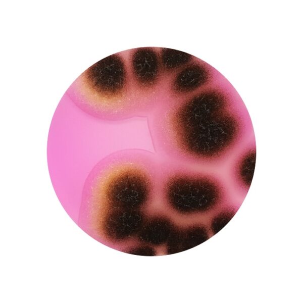 dichloran-rose-bengal-chloramphenicol-agar-drbc-90mm-10-plates