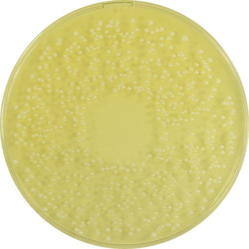 mrs-agar-pp-plate-1090mm