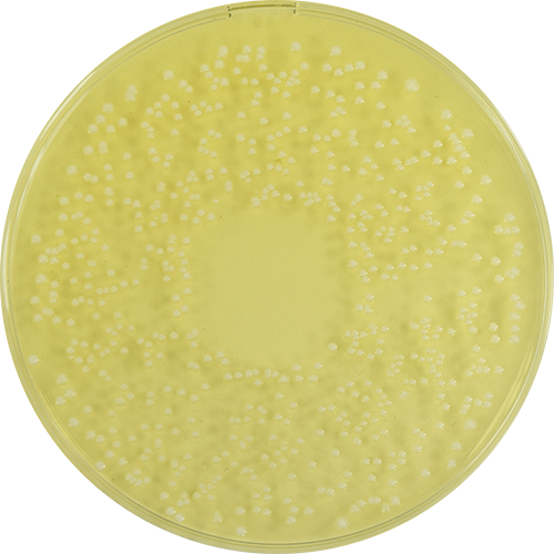 mrs-agar-pp-plate-1090mm