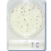 Compact Dry TC Total Count -240plates