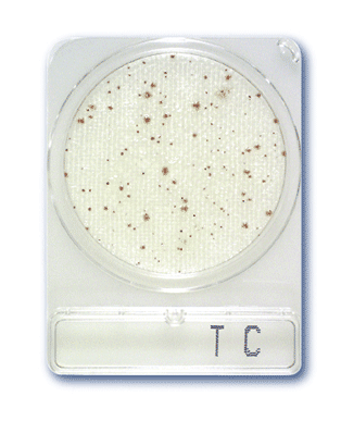 Compact Dry TC Total Count -240plates Compact Dry TC Total Count -240plates