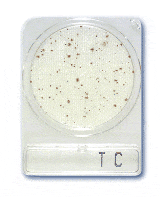 Compact Dry TC Total Count -240plates