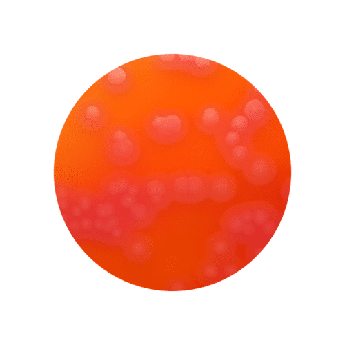 bacillus-cereus-myp-90mm-plates-pk-of-10