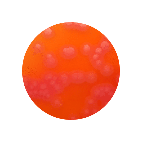 bacillus-cereus-myp-90mm-plates-pk-of-10