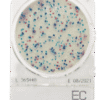 Compact Dry EC E-Coli and Coliforms - 1400plates