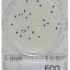 Compact Dry E-coli ECO (40plates)
